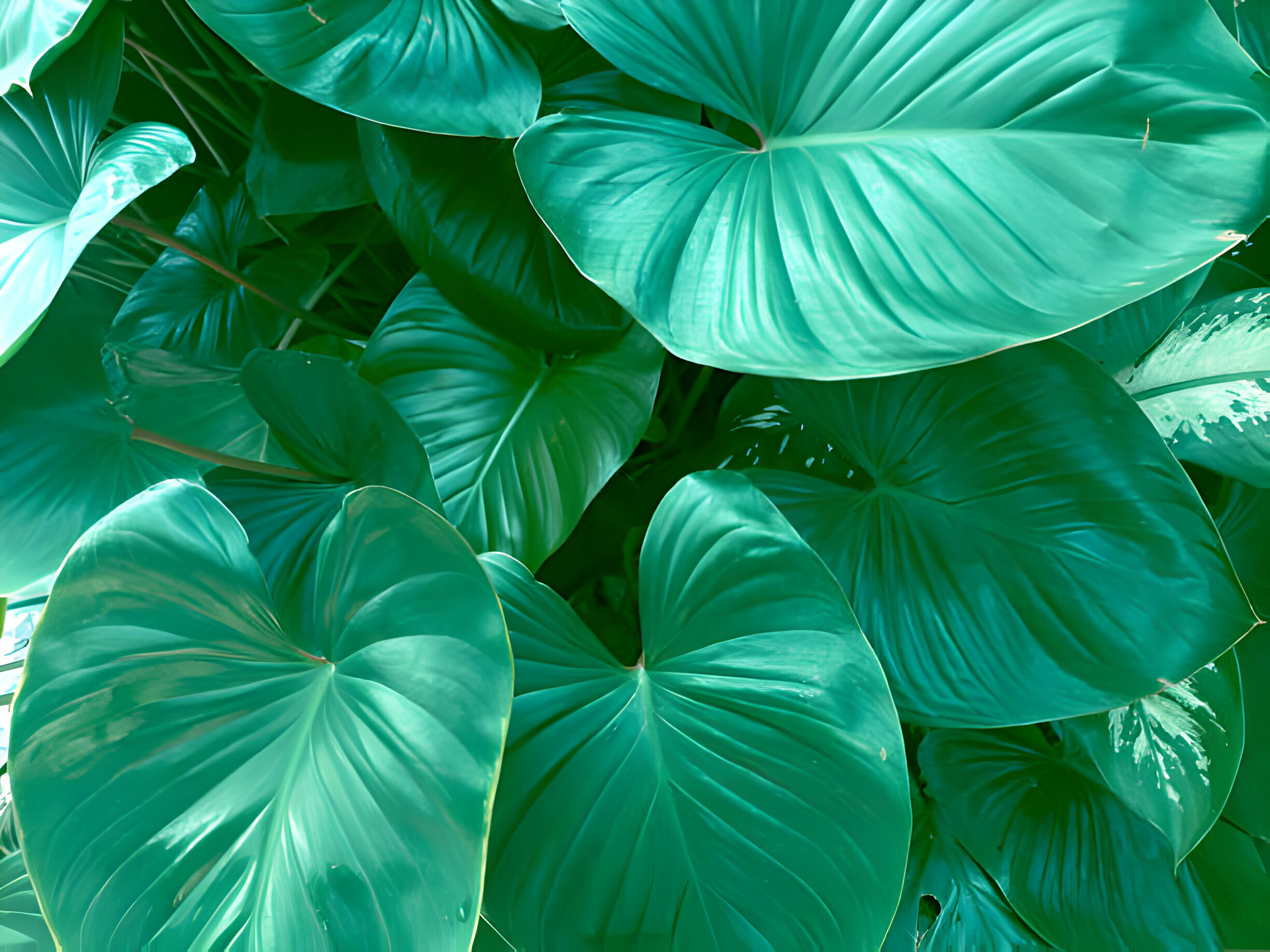 Florida Beauty Philodendron