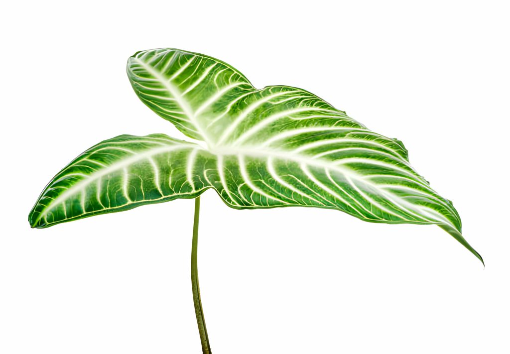 Florida Beauty Philodendron