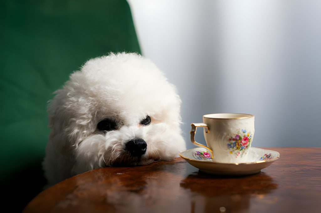 teacup poodle