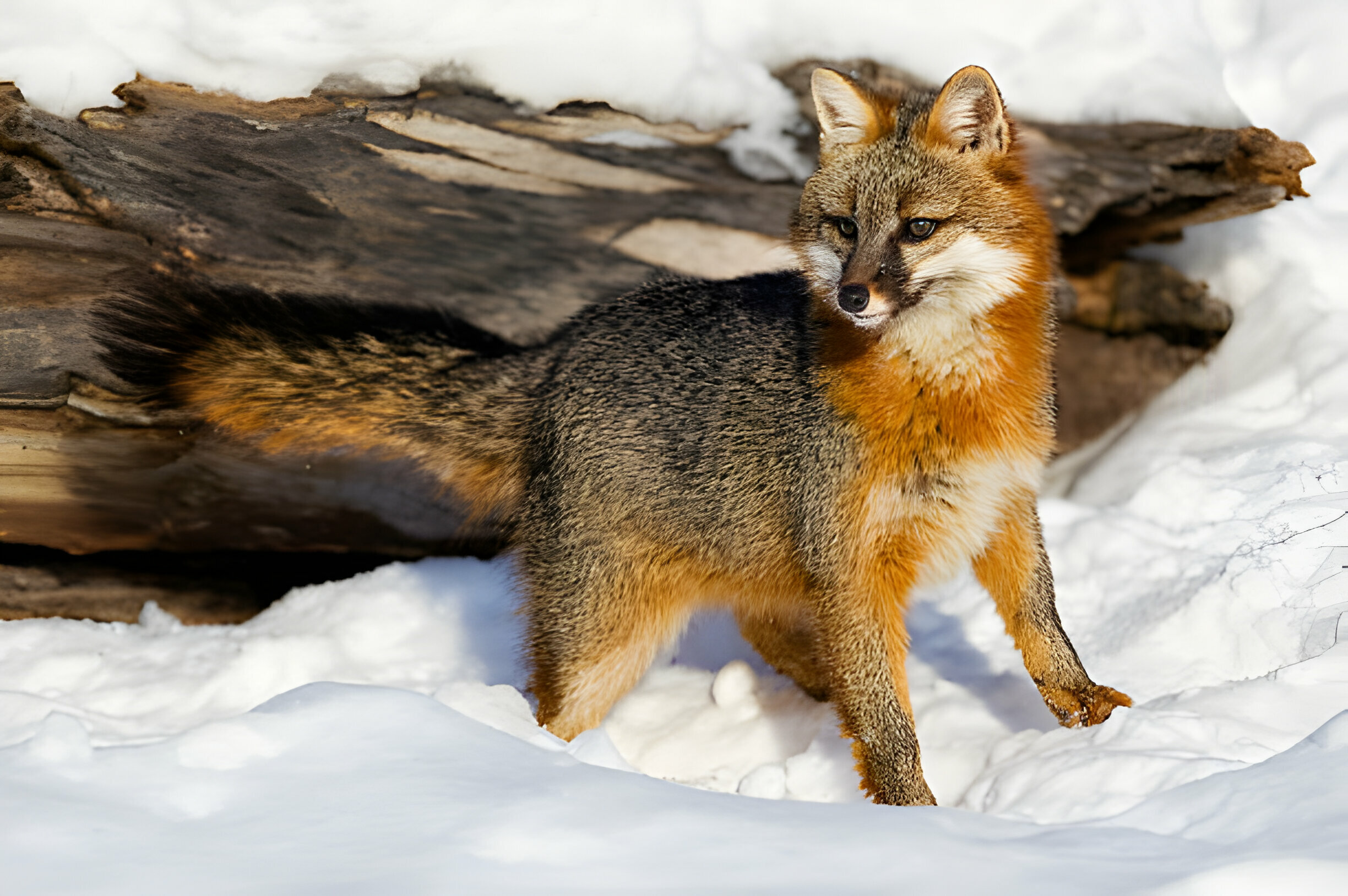 Red fox with a bushy tail against a snowy backdrop.
