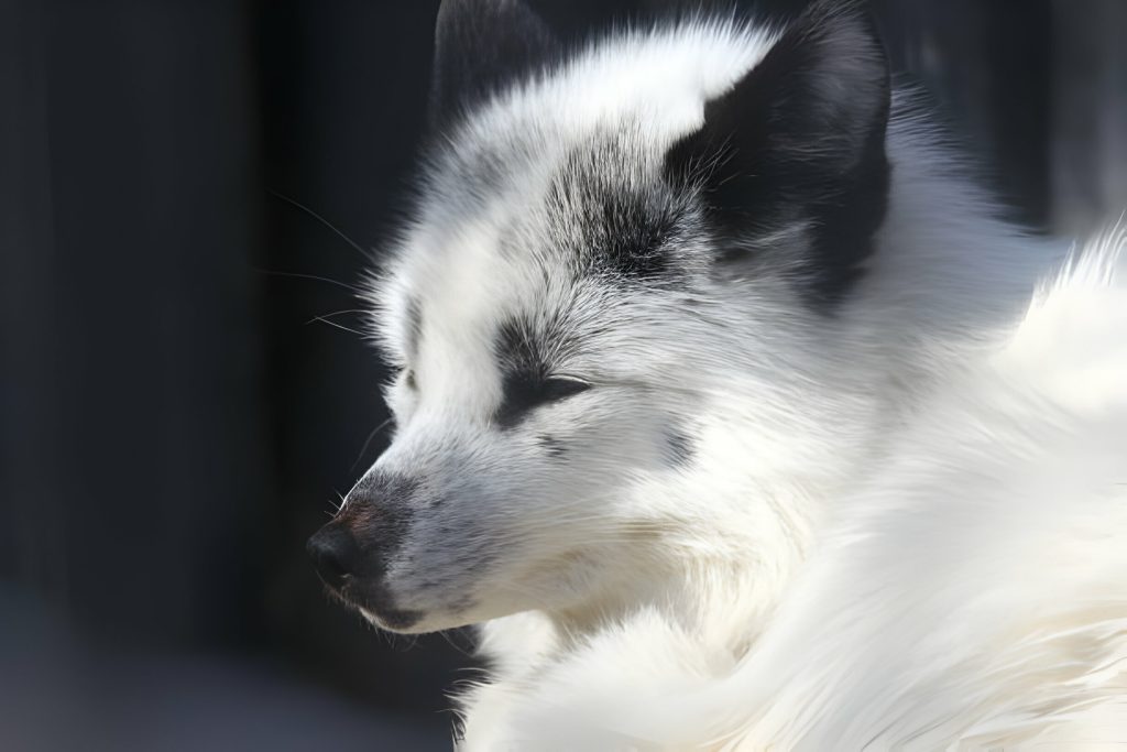 Black and white marble fox with distinctive facial markings.