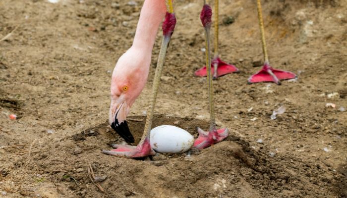 do flamingos lay eggs